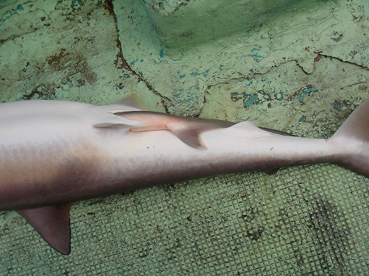 胎生サメの陸上出産